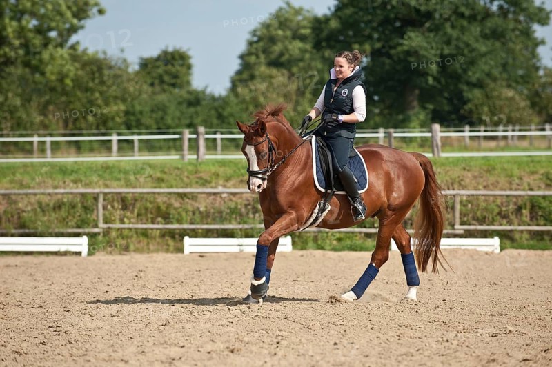 Woman riding a galloping Hanoverian horse