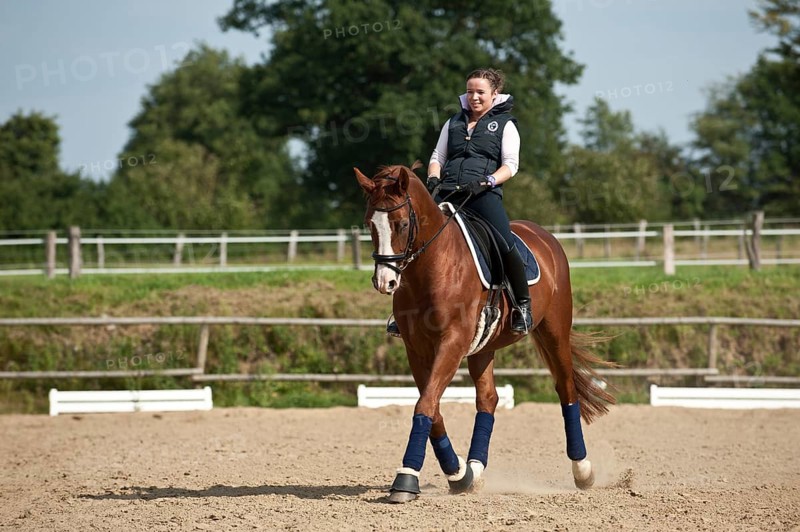 Woman riding a trotting Hanoverian horse