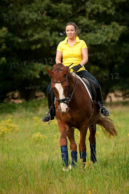 Woman riding a trotting Hanoverian horse