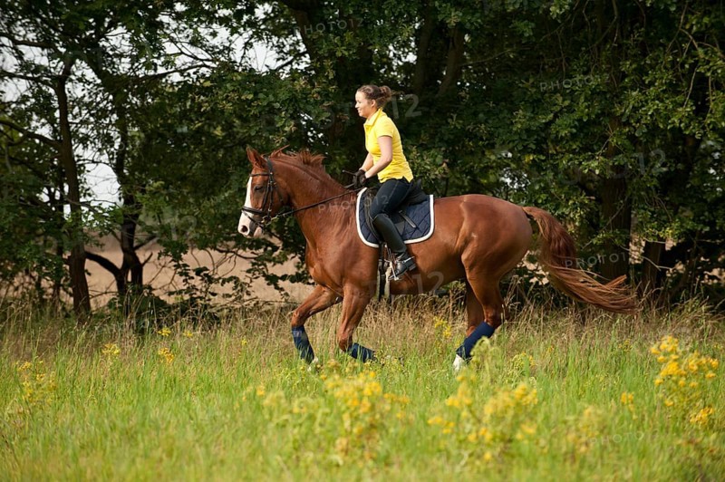 Woman riding a galloping Hanoverian horse in a meadow