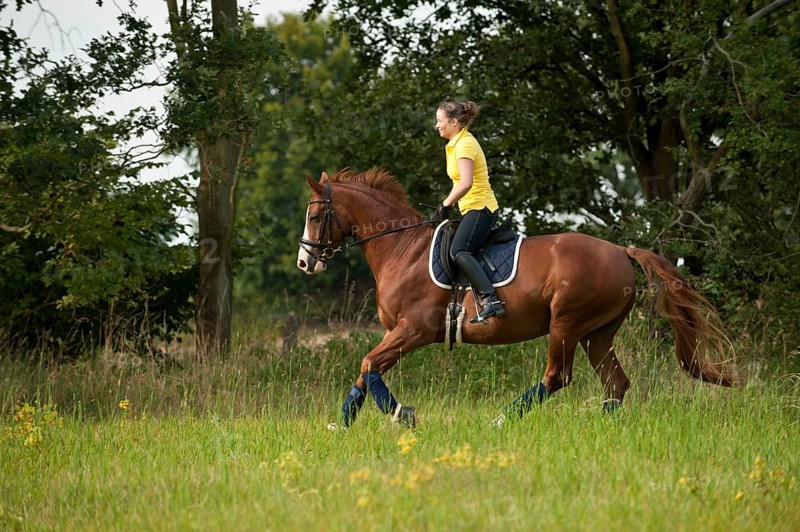 Woman riding a galloping Hanoverian horse in a meadow