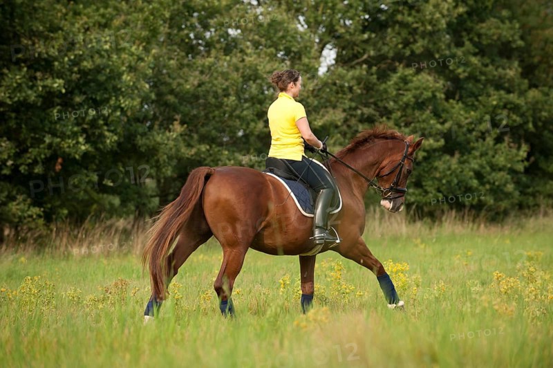 Woman riding a galloping Hanoverian horse in a meadow
