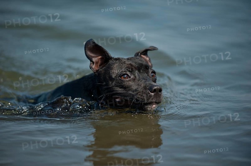 Old English Staffordshire Bull Terrier