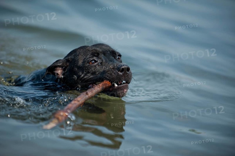 Old English Staffordshire Bull Terrier