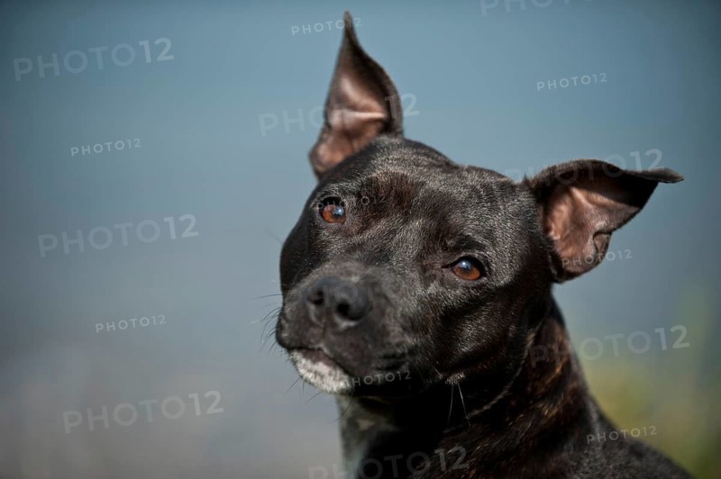 Portrait of a dog