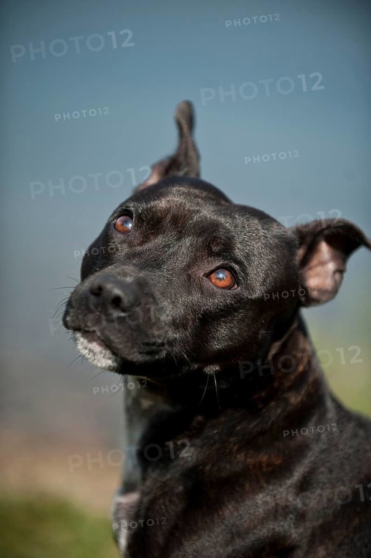 Portrait of a dog