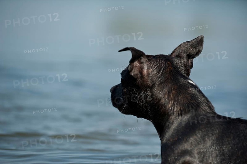 Old English Staffordshire Bull Terrier