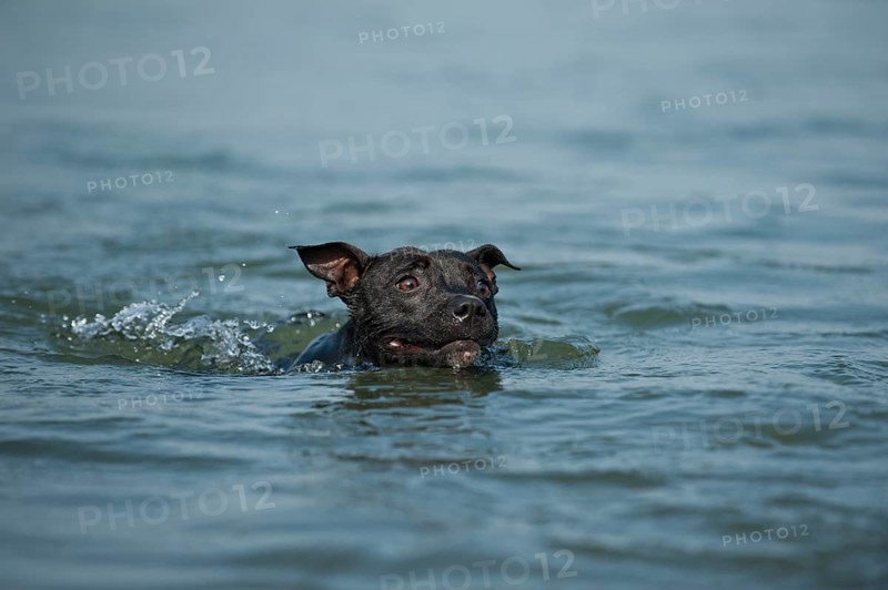 Old English Staffordshire Bull Terrier