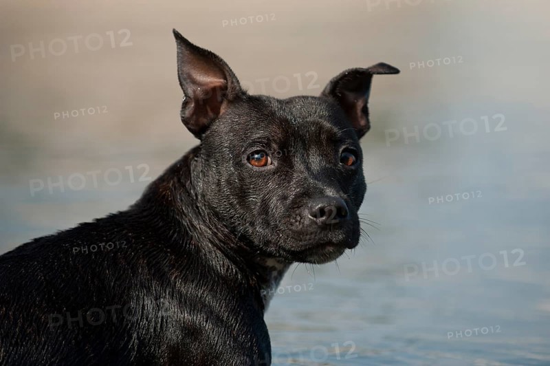 Old English Staffordshire Bull Terrier
