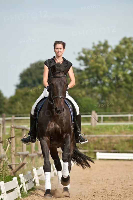 Woman riding a galloping Holsteiner horse