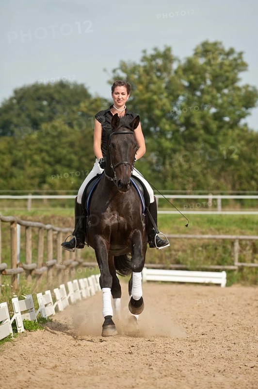 Woman riding a galloping Holsteiner horse