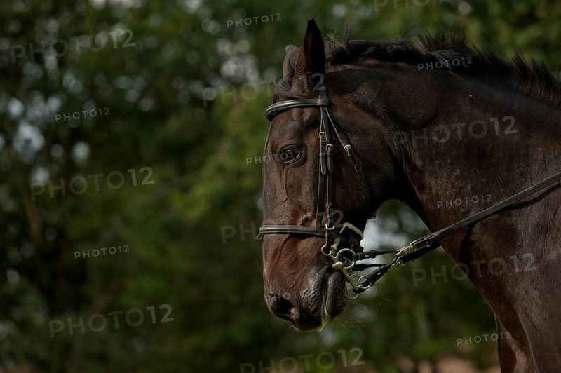 Holsteiner horse with pelham roundings