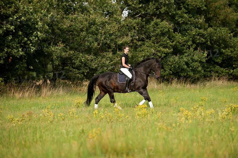 Woman riding a galloping Holsteiner horse across a meadow