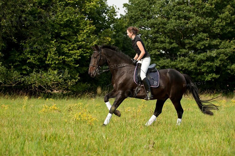 Woman riding a galloping Holsteiner horse across a meadow