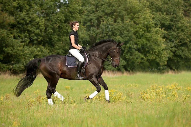 Woman riding a galloping Holsteiner horse across a meadow