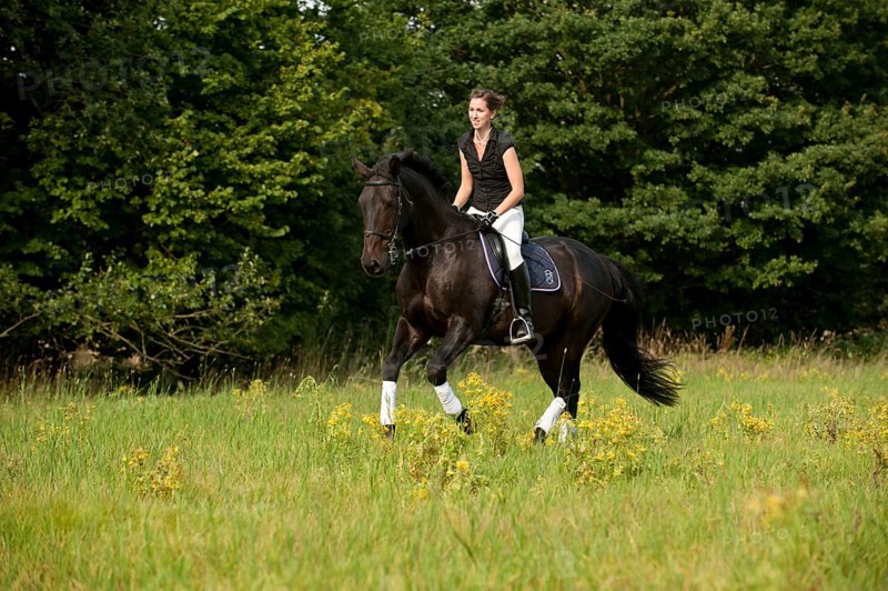 Woman riding a galloping Holsteiner horse across a meadow