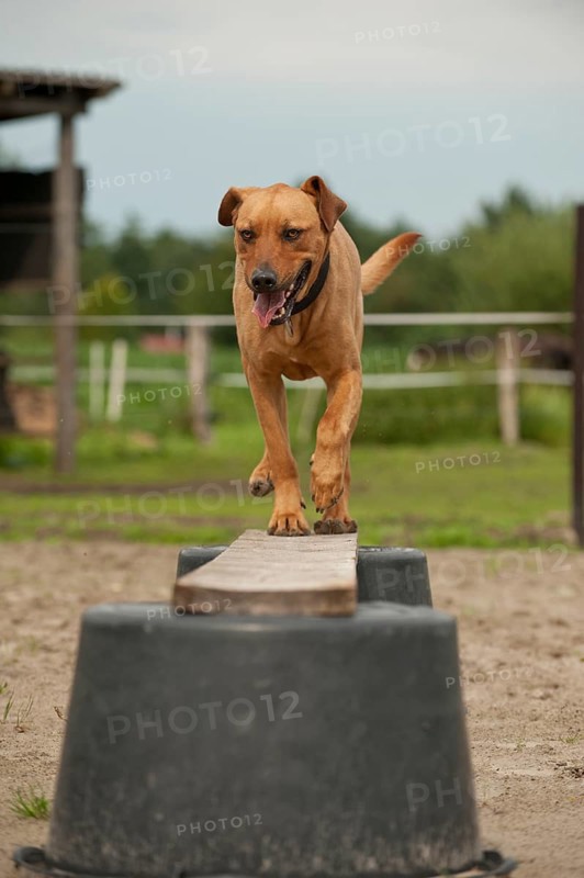 Rhodesian Ridgeback mixed breed dog balancing on a beam