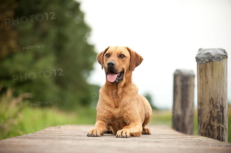 Rhodesian Ridgeback mixed breed dog lying on a dock