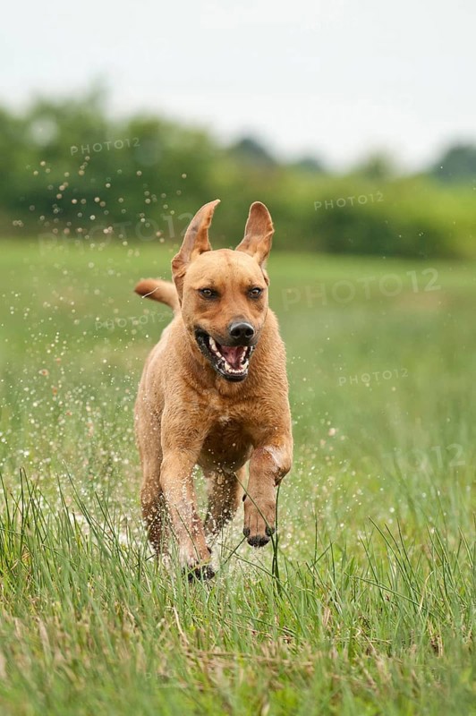 Rhodesian Ridgeback mixed breed dog running across a meadow
