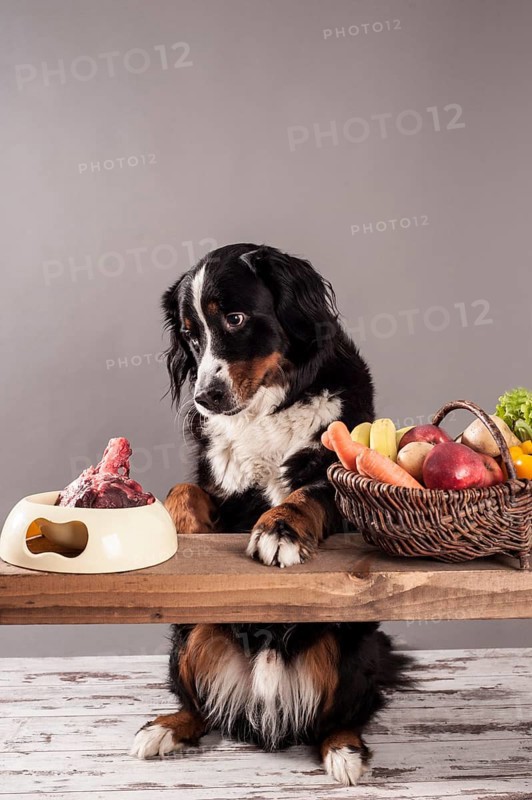 Bernese Mountain Dog sitting next to a bowl of raw meat and a basket of fruit and vegetables