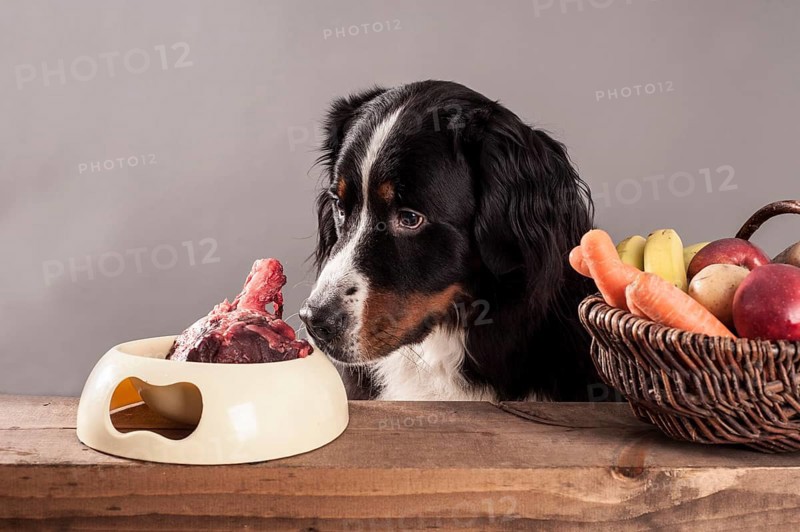 Bernese Mountain Dog sitting next to a bowl of raw meat and a basket of fruit and vegetables