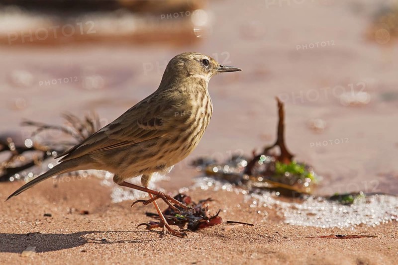 Rock pipit (Anthus petrosus)