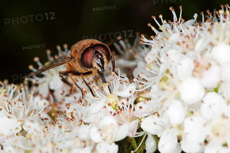 Drone fly (Eristalis tenax)