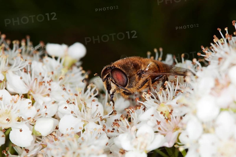 Drone fly (Eristalis tenax) on Pyracantha flowers
