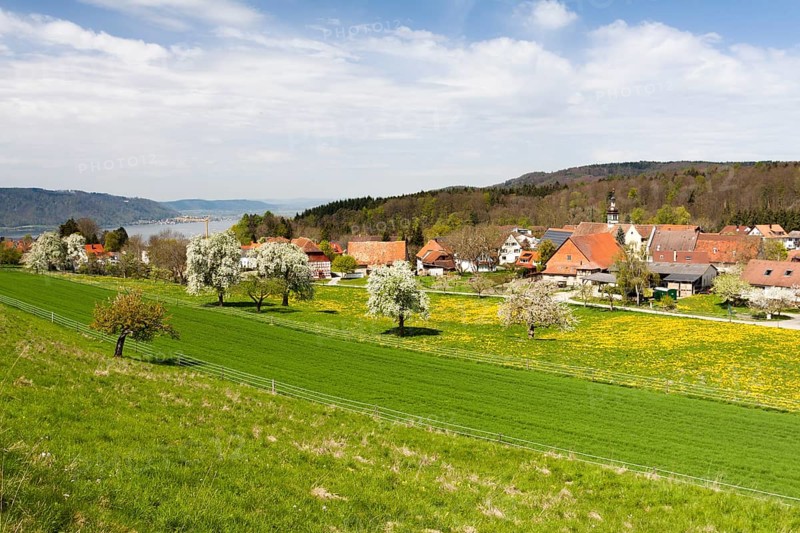 Hoedingen on Lake Constance with fruit trees in full bloom