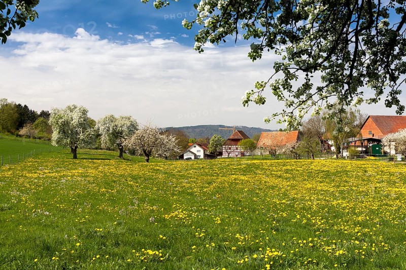 Hoedingen on Lake Constance with fruit trees in full bloom