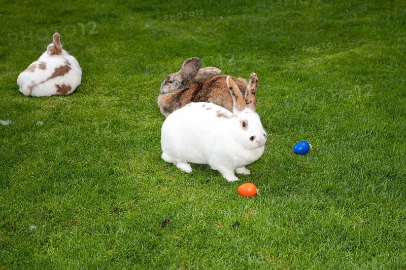 Rabbits as Easter bunnies with Easter eggs on the island of Mainau
