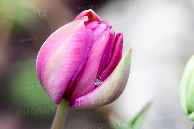 Closed purple Tulip bud (Tulipa) on the island of Mainau