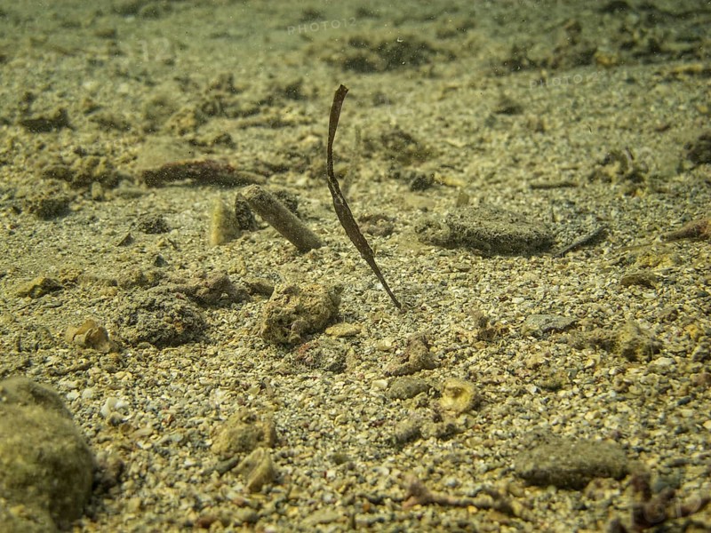 Robust Ghostpipefish or Blue-finned Ghost Pipefish (Solenostomus cyanopterus)