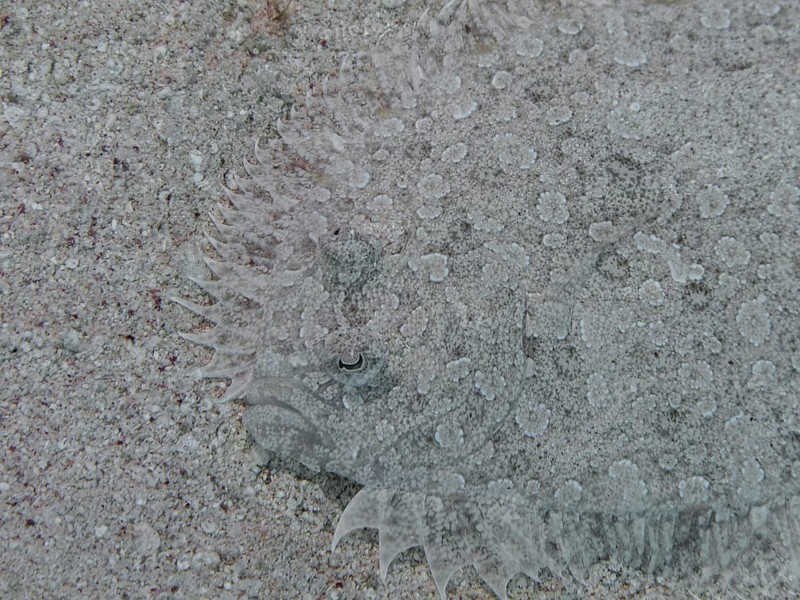 Leopard Flounder (Bothus pantherinus)