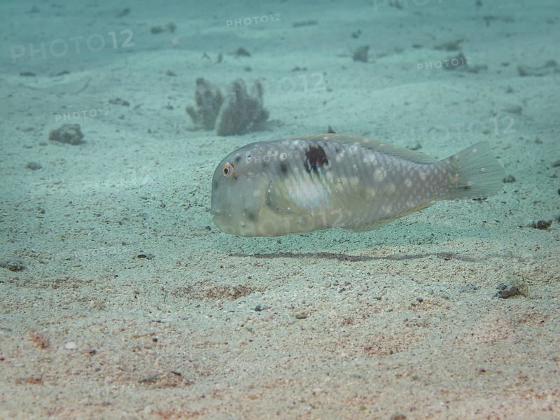 Fivefinger Razorfish or Fivefinger Wrasse (Xyrichtys pentadactylus)