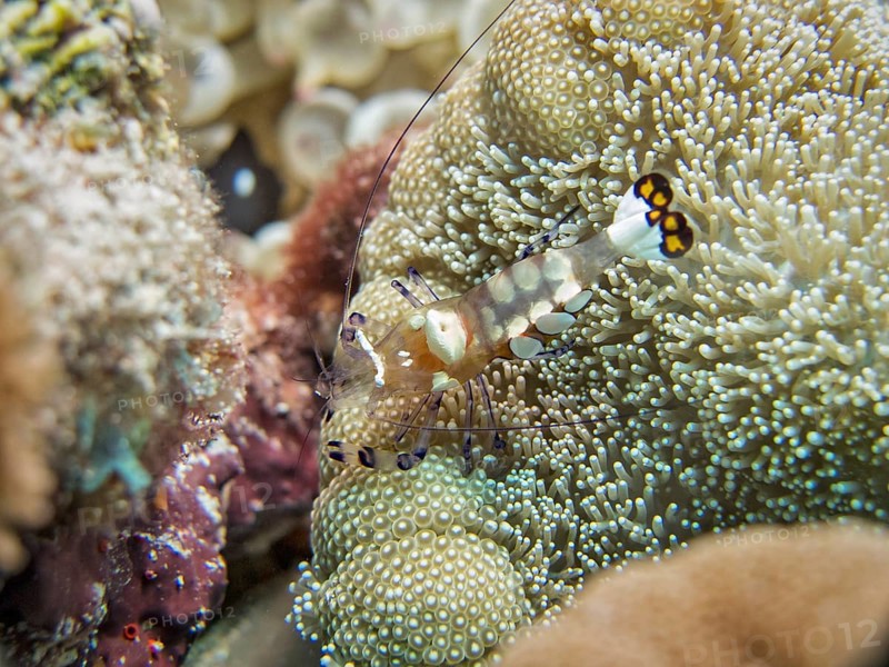 Five-spot Anemone Shrimp (Periclimenes brevicarpalis)