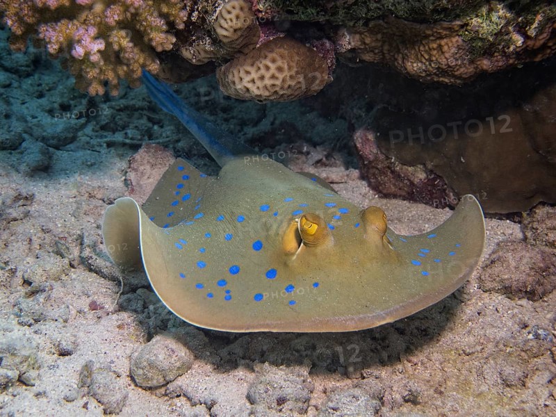 Bluespotted Ribbontail Ray (Taeniura lymma)