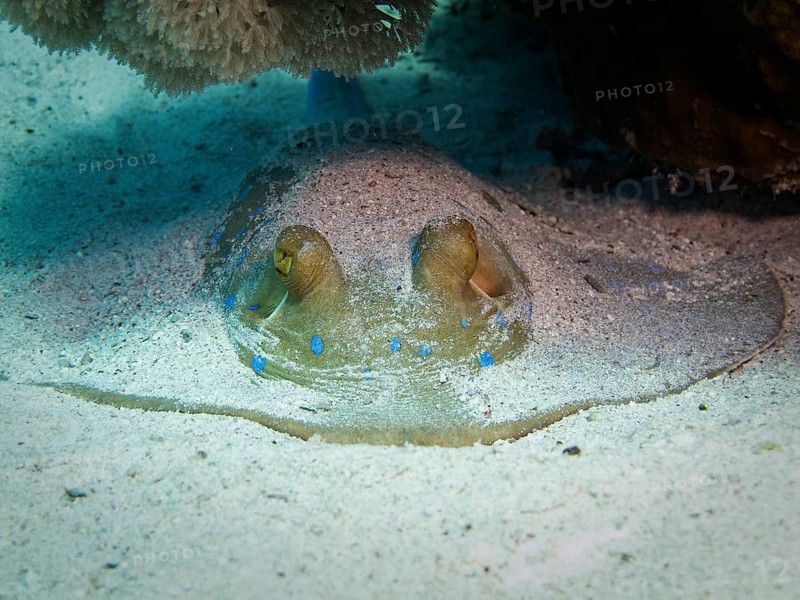 Bluespotted Ribbontail Ray (Taeniura lymma)
