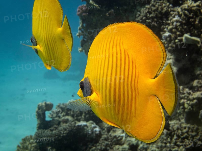 Bluecheek Butterflyfish (Chaetodon sermilavatus)