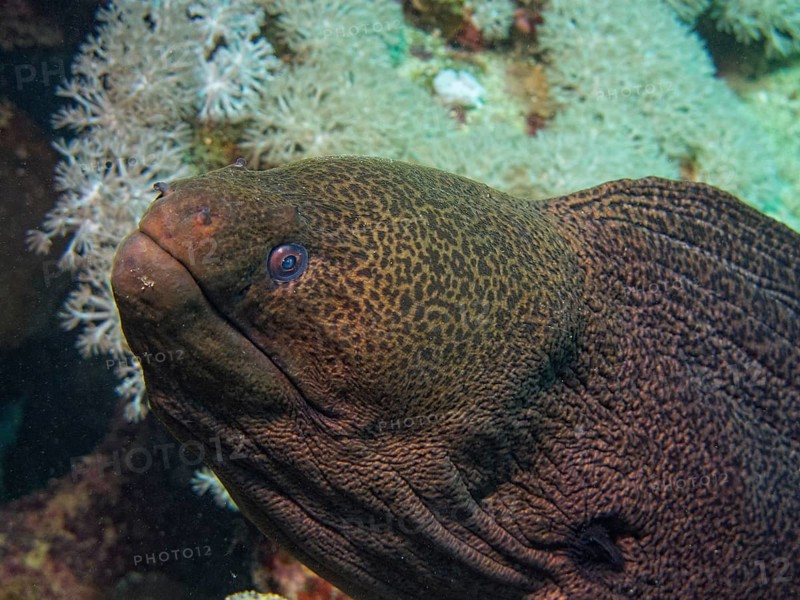 Giant Moray (Gymnothorax javanicus)
