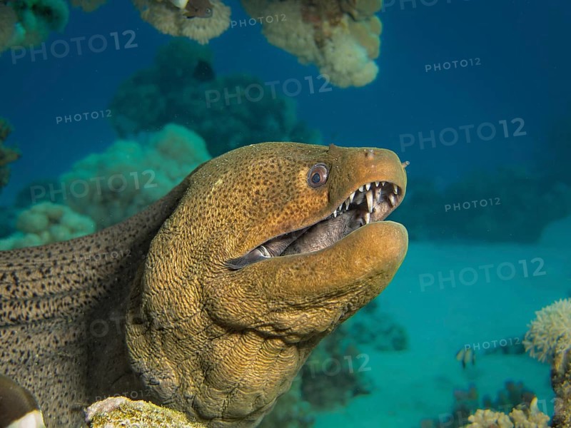 Giant Moray (Gymnothorax javanicus)