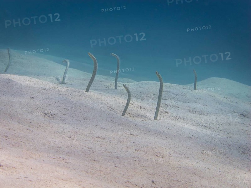 Red Sea Garden Eels (Gorgasia sillneri)