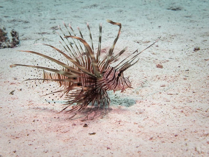 Common Lionfish or Devil Firefish (Pterois miles)