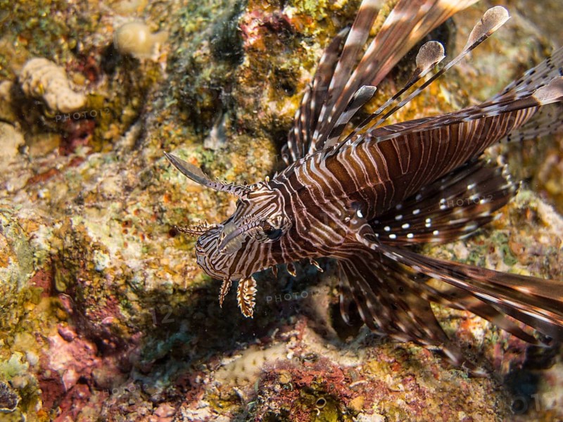 Common Lionfish or Devil Firefish (Pterois miles)