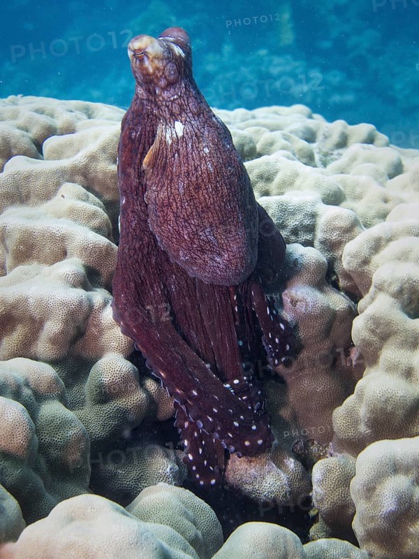Reef Octopus (Octopus cyaneus)