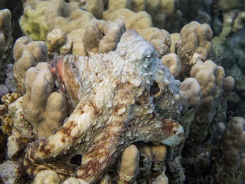 Reef Octopus (Octopus cyaneus)