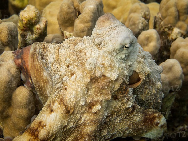 Reef Octopus (Octopus cyaneus)