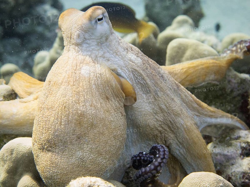 Reef Octopus (Octopus cyaneus)