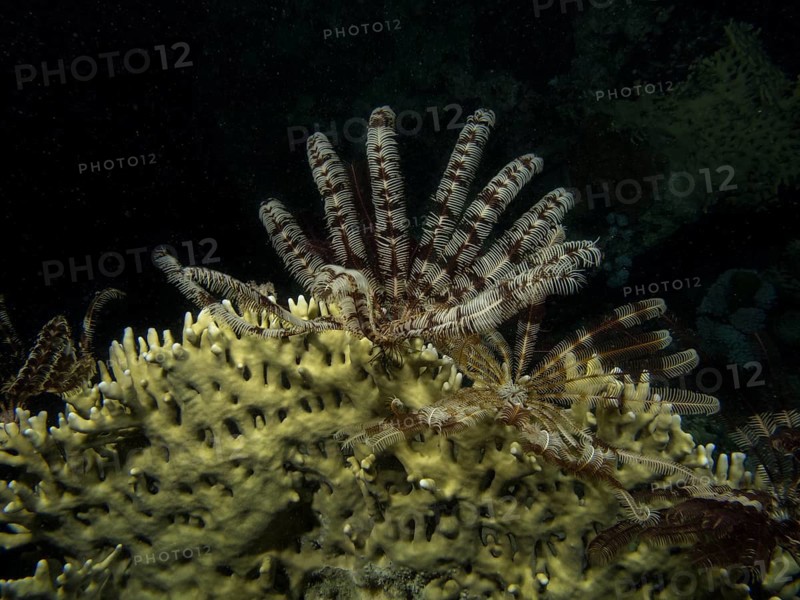 Feather Star (Crinoidea)