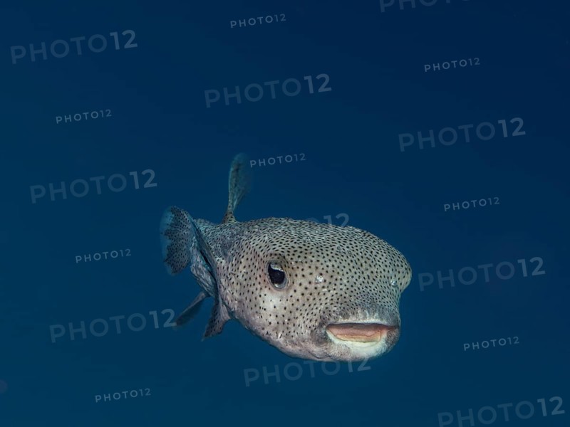 Spot-fin Porcupinefish (Diodon hystrix)